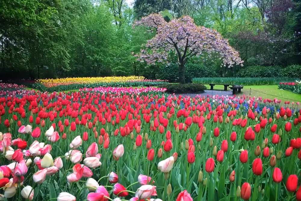 Tulip displays at Keukenhof gardens in Lisse
