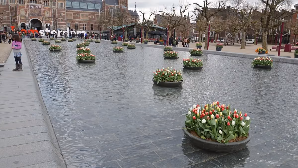 Tulips at Museumplein with the Rijksmuseum in Amsterdam