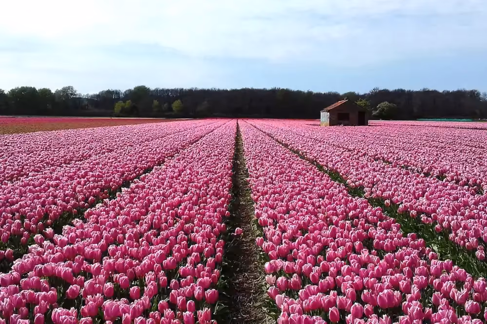 Pink tulip fields near Hillegom in the Netherlands’ Bulb Region