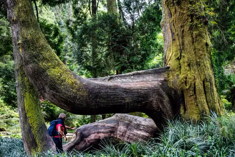 A visitor beside a large moss-covered tree in Pena Park, Sintra